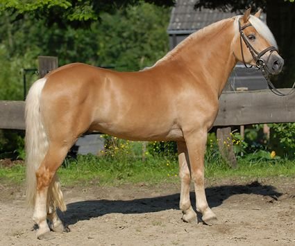 Haflinger