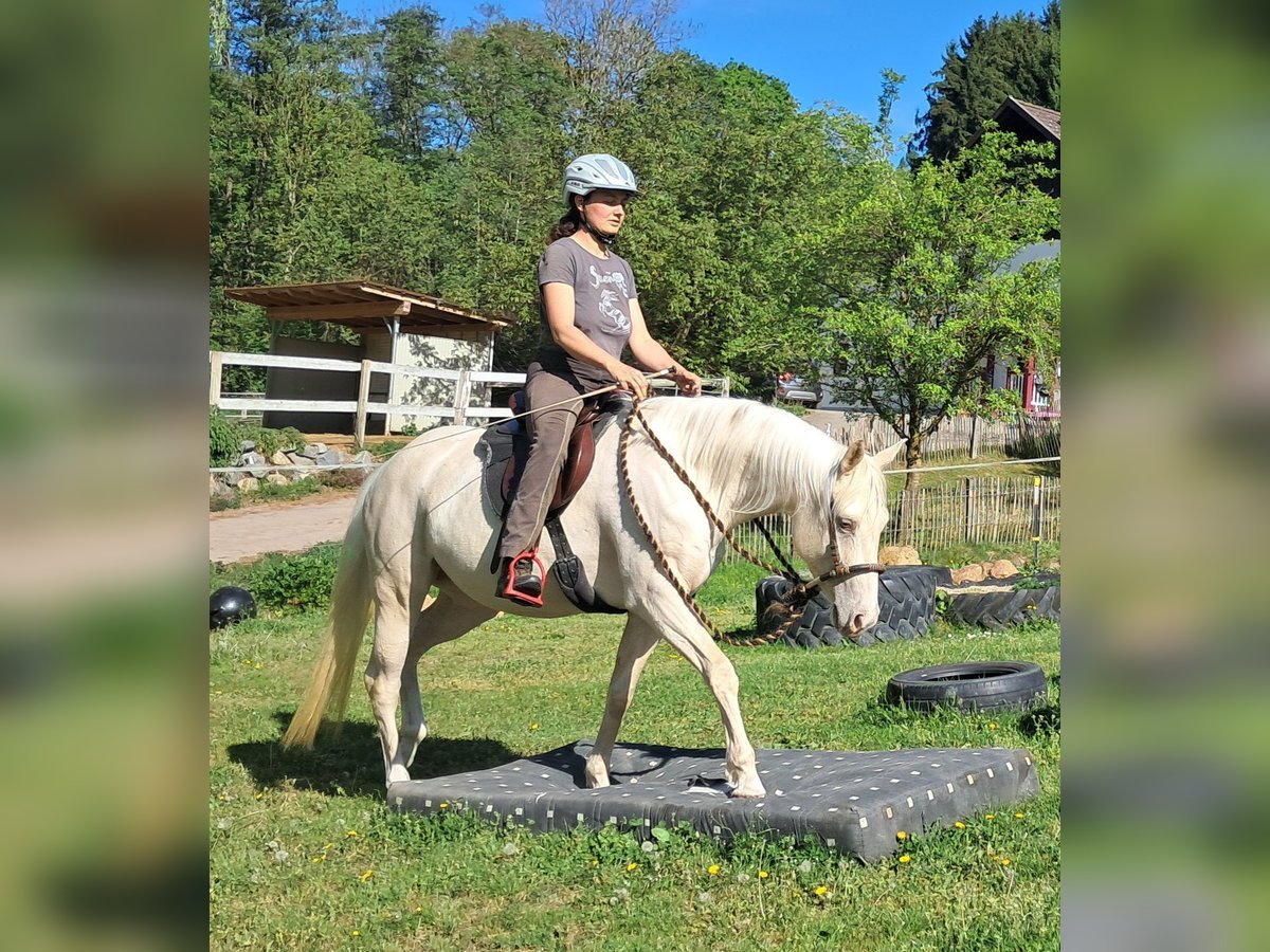 Quarter Pony