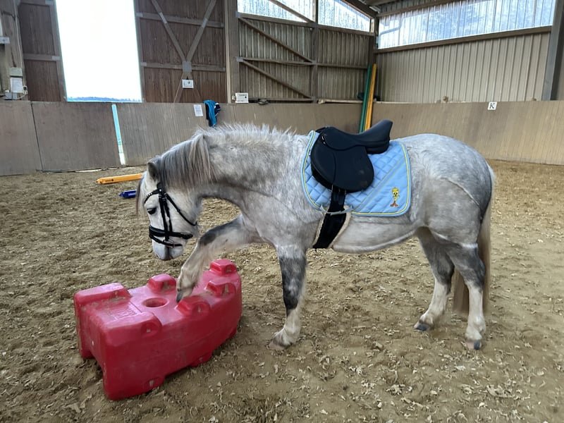 Welsh Pony