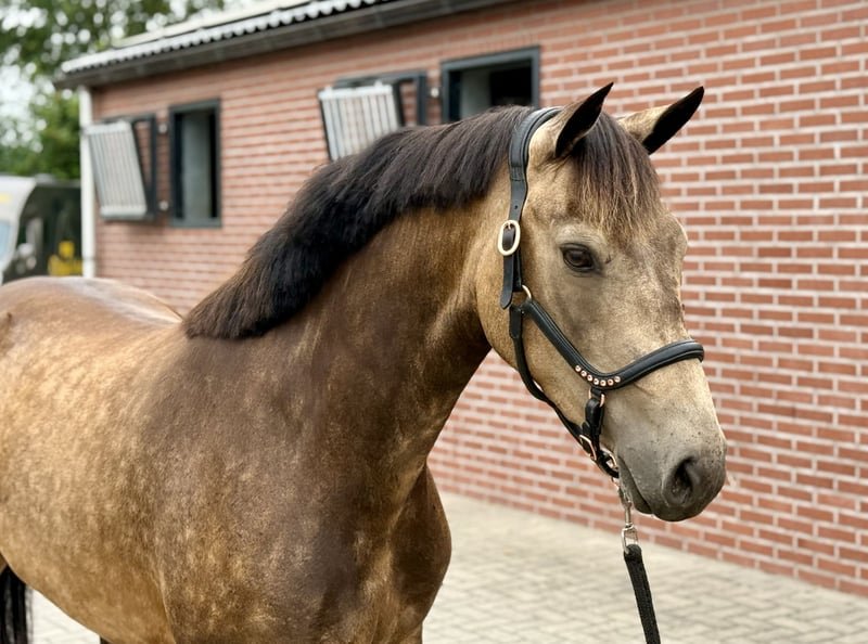 Registered Connemara Pony for Sale