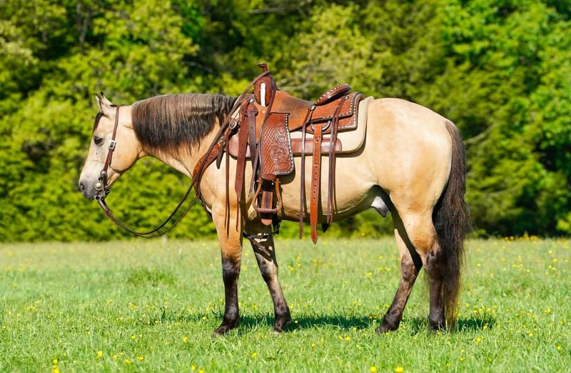 Beginner Safe Quarter Pony for Sale