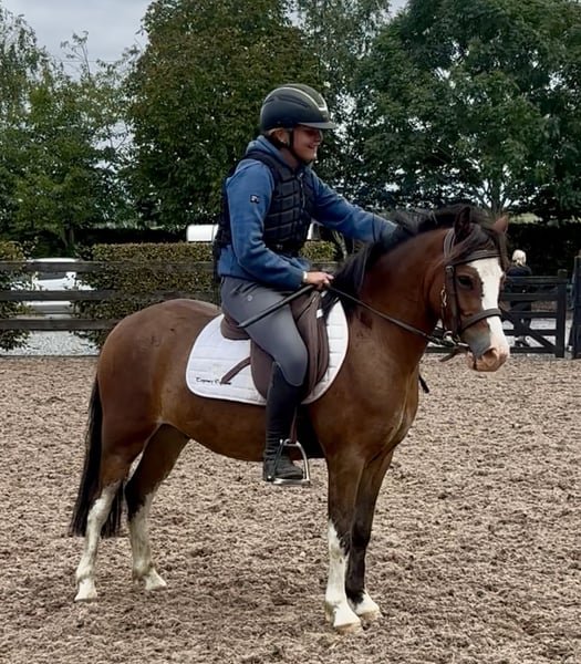 Show Quality Welsh Pony for Sale in Texas